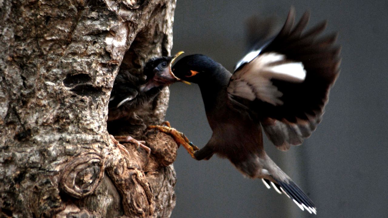 <strong>May 4:</strong> A common myna feeds her baby in a nest on a hot afternoon in Bhubaneswar, India. The common myna is native to Asia, and it is an important motif in Indian culture.