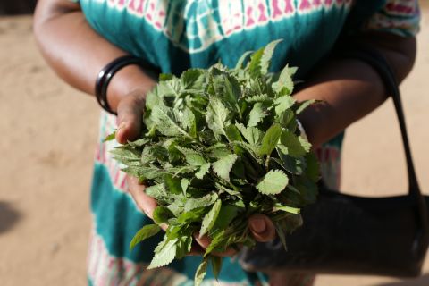 Indigenous plants are high in nutrients and minerals, including iron. Often mistaken for weeds, the women of RESEWO aim to increase awareness of these crops which grow readily across Tanzania.