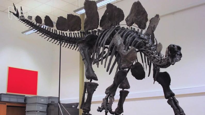 Con 5,6 metros de largo y 2,9 de alto, el Stegosaurus stenops es aproximadamente del tamaño de un vehículo 4x4, aunque vivió 150 millones de años antes de dichos autos.