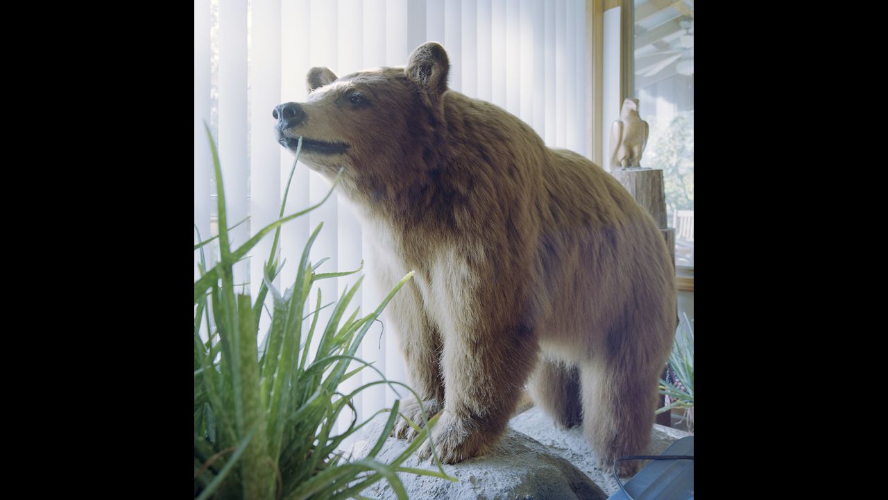 A stuffed Kodiak bear from Colorado is on display in McKinney's Plato home.