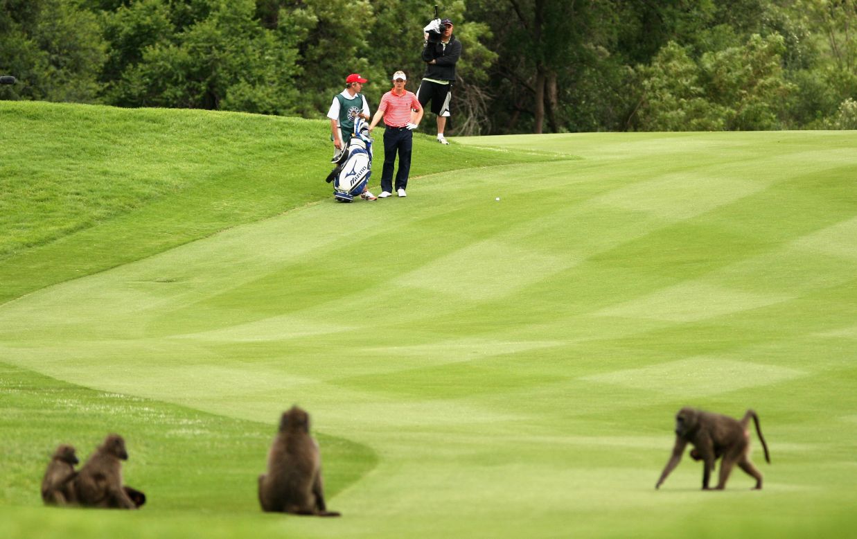 England's Luke Donald negotiates with the animals as they get comfortable back in 2007. 