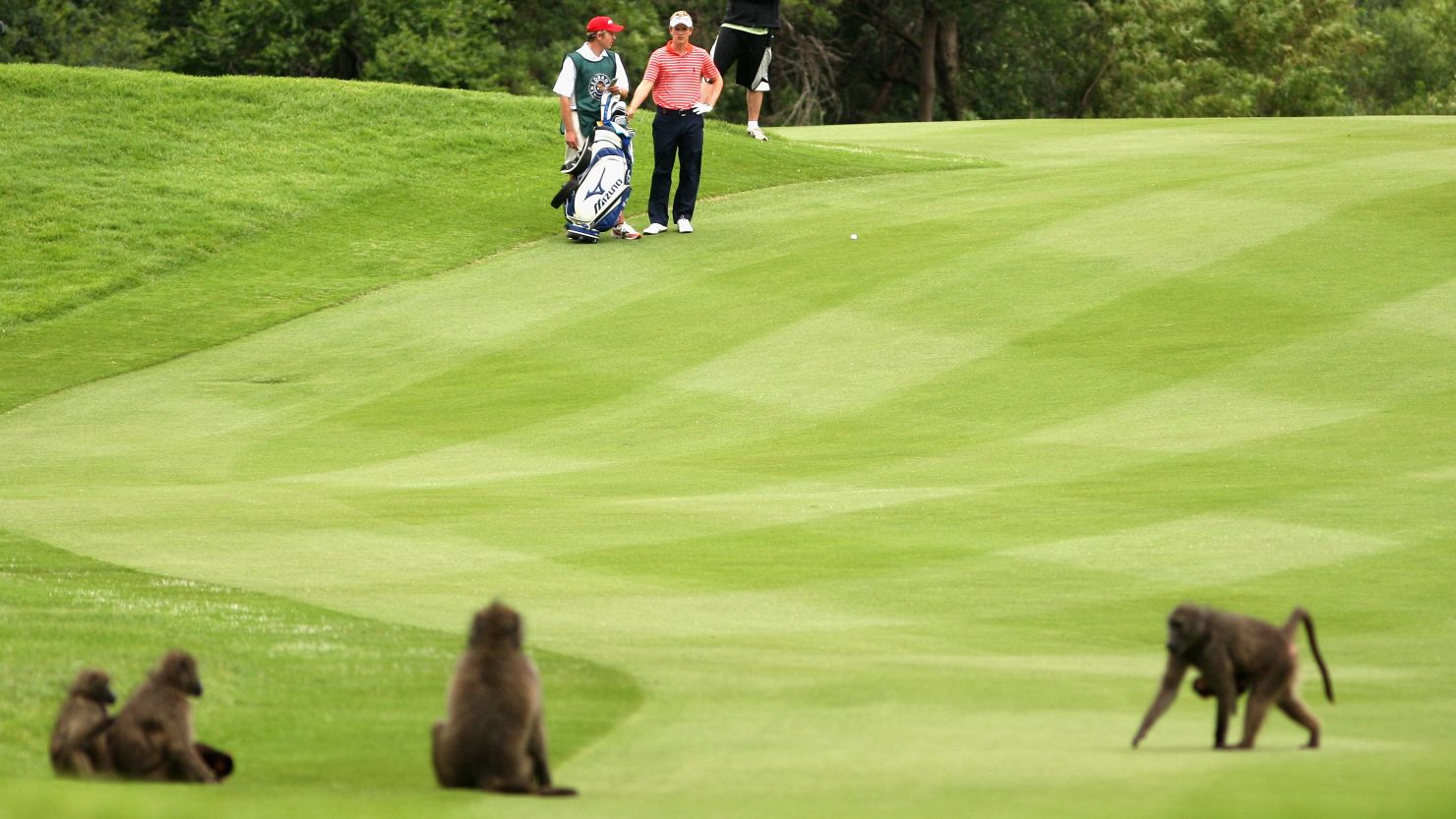 Luke Donald has had to cope with baboons on the course before at the Sun City event.