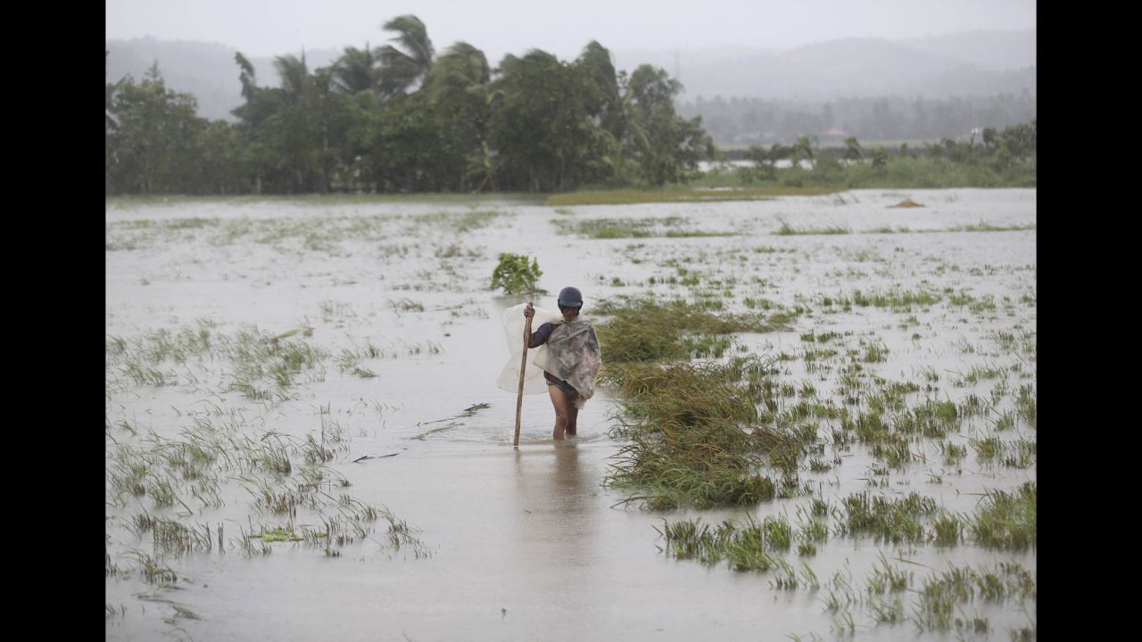 A man wades through a flooded rice field in Albay province of the Philippines on December 8.
