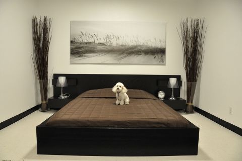 D Pet Hotel in Hollywood offers lavish suites to four-legged visitors...