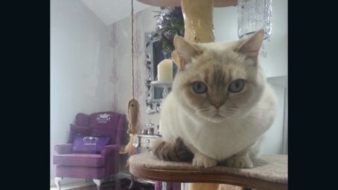 The Ings Luxury Cat Hotel in Yorkshire, UK, offers a similar level of pampering.