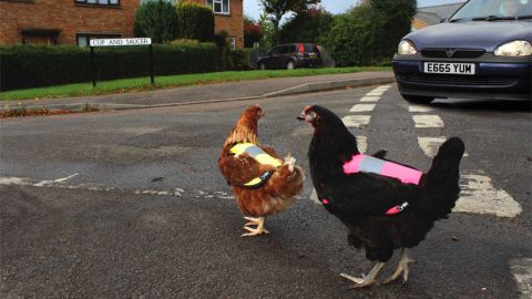 Luminous jackets from UK form Omlet have made roaming the countryside much safer for hens. 