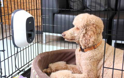 Petchatz enables video calls from anxious owners. 