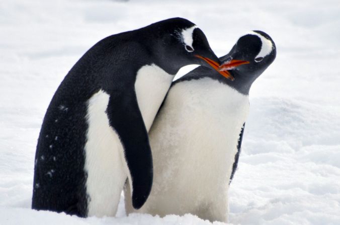 Pfannenstiel is a big fan of penguins having taken one home as a pet while playing in New Zealand. He later returned the animal but is now planning to raise awareness of climate change and its effect on Antarctica.