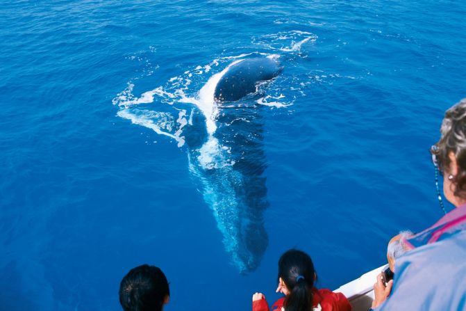 Fraser Island is one of the best places in the world to see humpback whales. Every July to October, the humpback migration passes Fraser Island. The calm, warm waters off Fraser and nearby Hervey Bay create a humpback highway.