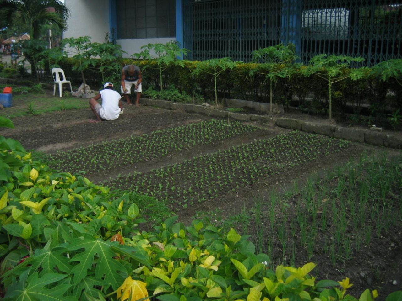Backyard gardening is another example of how inmates are taking control of available resources to meet their needs. Narag says inmates develop free space into gardens to supplement their food intake.