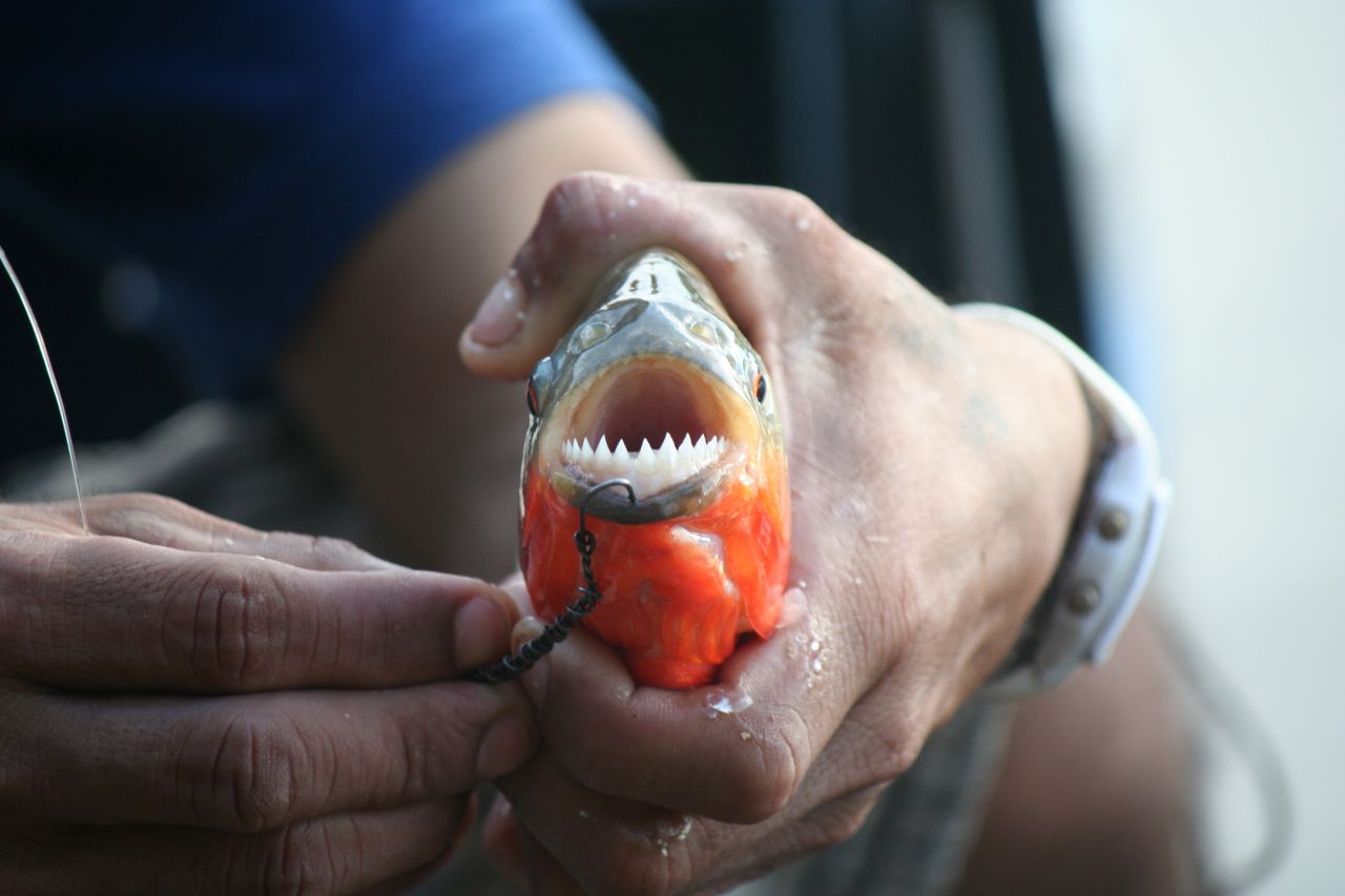 A <a href="http://ireport.cnn.com/docs/DOC-914944">red-bellied piranha</a> shows off its razor-sharp teeth after being caught in a shallow lagoon in Peru's Amazon Basin.