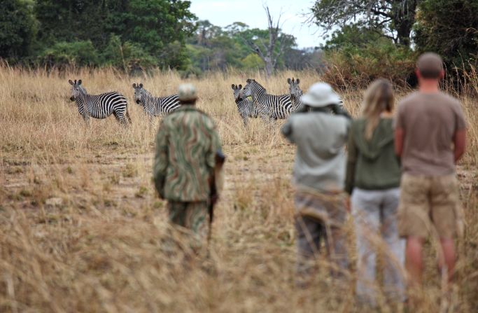 Walking mere meters from wildlife may be daunting to safari newcomers, but Norman Carr Safaris have 60 years of experience in Zambia's Luangwa Valley. 