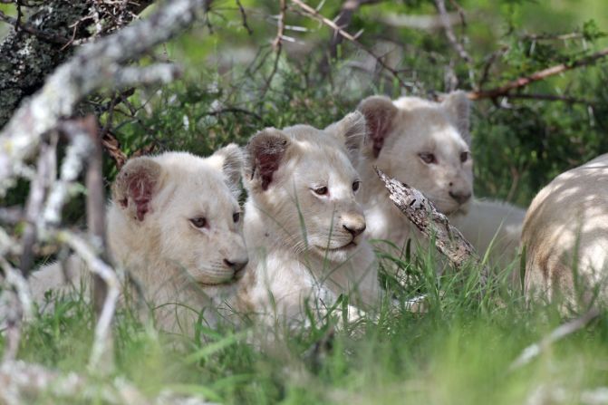 The Pumba Private Game Reserve reserve has hippos, hyenas and elands, but the eastern cape reserve's biggest draw are the white lions. The reserve is one of two homes for them in South Africa.