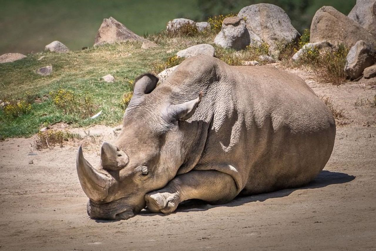 Kruger National Park is home to roughly 10,000 rhinos -- <a href="http://edition.cnn.com/2014/11/30/world/africa/rhino-poaching-kruger-national-park/">a quarter of the world's population.</a>