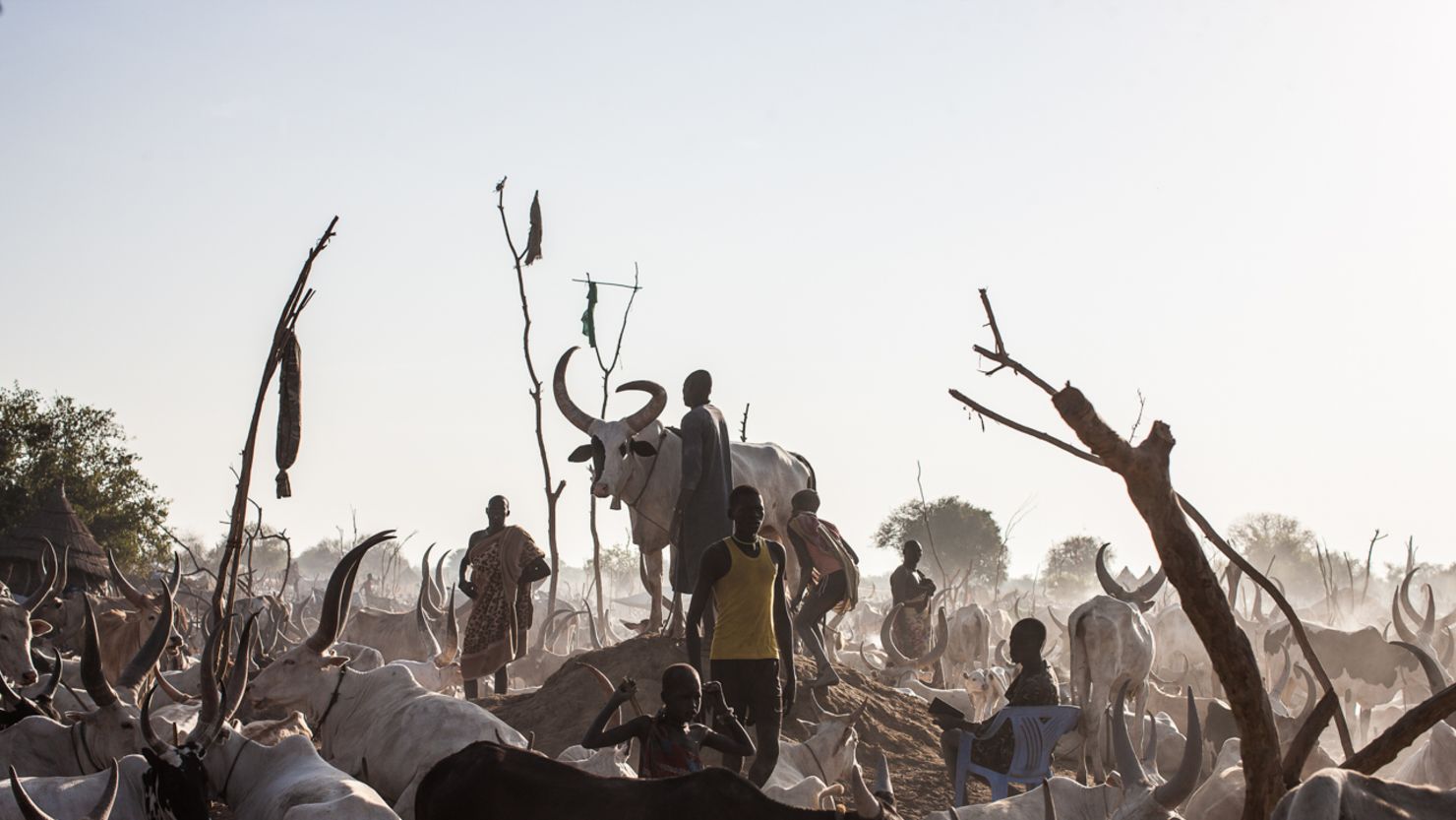 A South Sudanese man tends to his prize bull in a cattle camp near Mingkaman. 