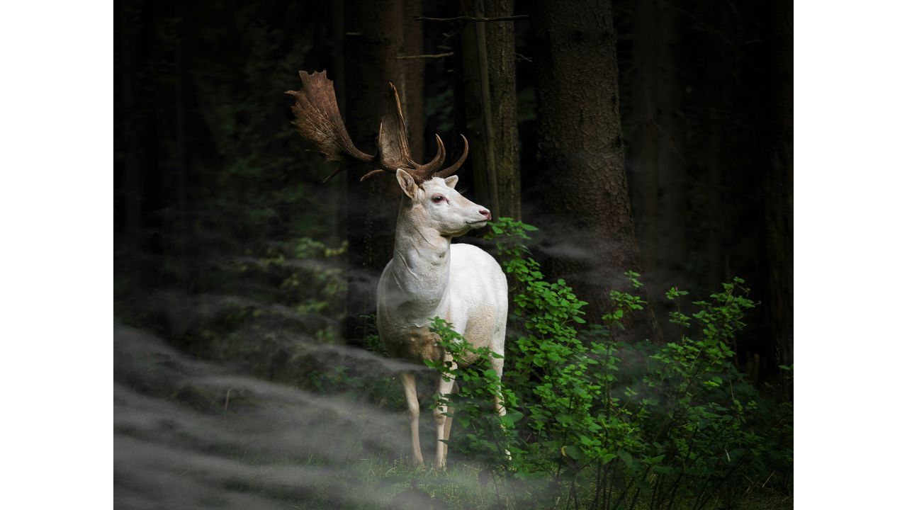 <strong>"Morning Hour," by Georg May</strong><br /><br />German photographer Georg May captured this white fallow deer in early morning mist in his country's Eifel National Park.<br />"One hardly dares to move," he says of the moment.