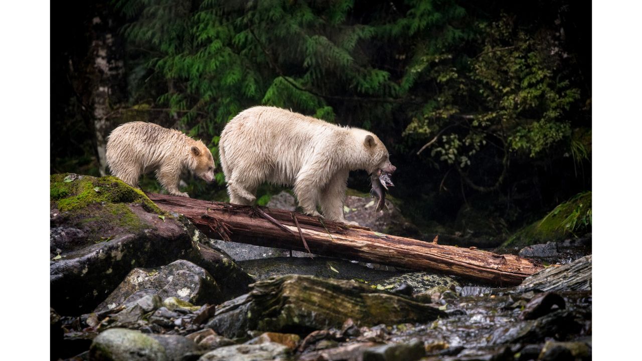 <strong>"Dinner," by Kyle Breckenridge</strong><br /><br />Canada's Kyle Breckenridge got close to wildlife in British Columbia for this shot. "The mother and the cub are spirit bears, or Kermode bear, a subspecies of the North American black bear living in the Central and North Coast regions of British Columbia" he says. "These bears are more rare than pandas in the wild."