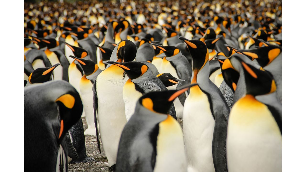 <strong>"In a crowd of King Penguins," by Lisa Vaz</strong><br /><br />"In a crowd of King Penguins" by Portuguese photographer Lisa Vaz shows a colony <br />of birds on South Georgia, a small island in the South Atlantic. <br /><br />Vaz says: "They are very beautiful, gracious and yet almost comical birds and a true delight to observe. This image aims to capture and reflect how gracious and colorful wildlife can be even at the ends of the Earth."