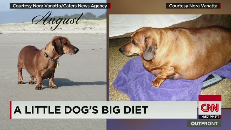 Fattest hotsell weiner dog