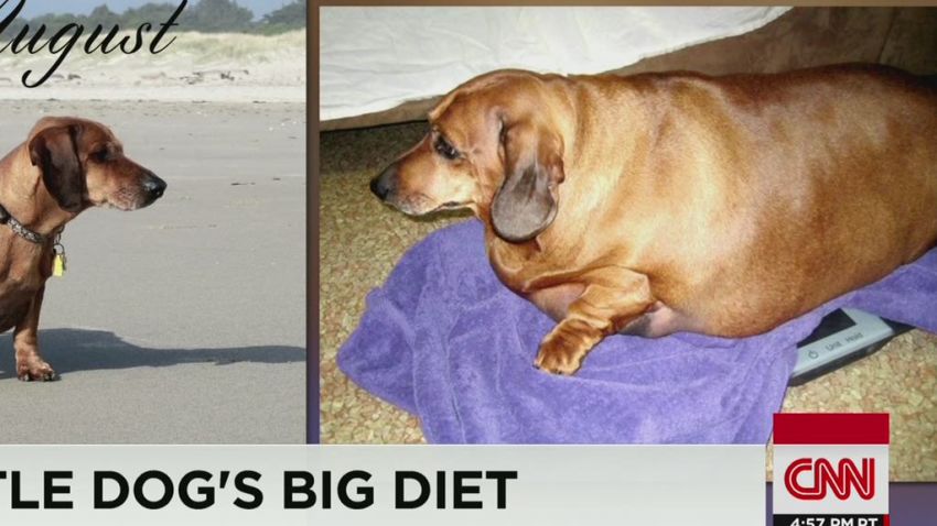 moos 77 pound Weiner dog loses weight_00000407.jpg