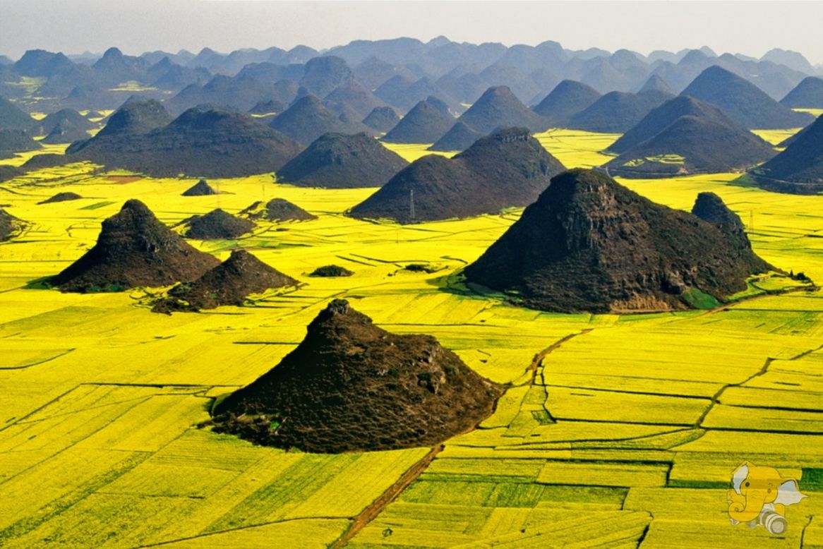 Neon-yellow canola flowers blanket China's Luoping Basin in March. Each spring a festival celebrates the bright sea of golden flowers.