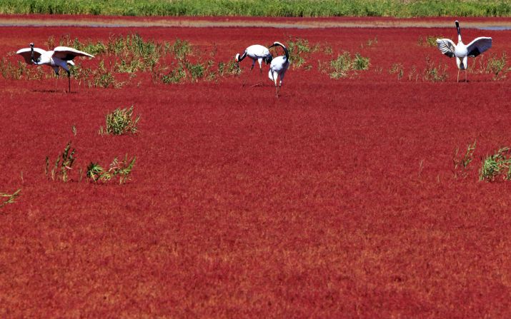 In the Liaohe River delta outside Panjin, China, in Liaoning province, Red Beach gets its name from seaweed that flourishes in the saline-alkali soil. The plant turns a vibrant red in the fall.