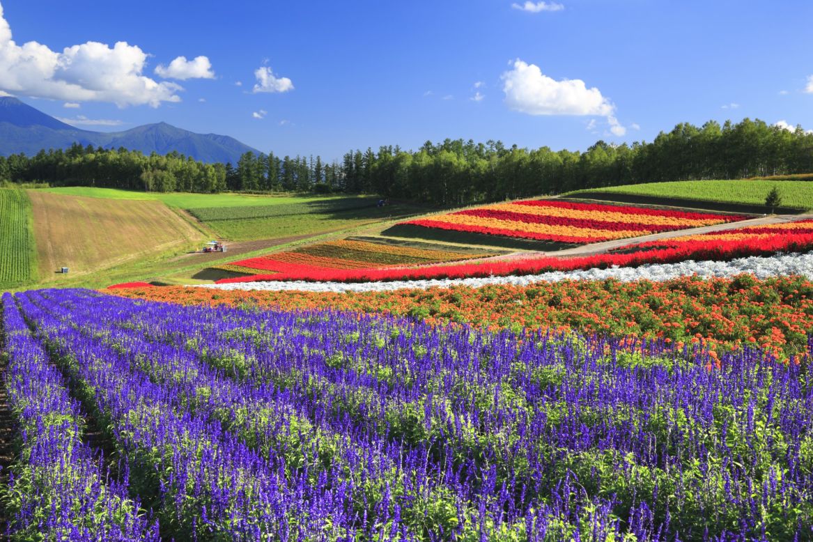 Blooming flowers bring swaths of color to Hokkaido, the least developed of Japan's four main islands. The island's summers are usually sunny and clear, attracting tourists looking to camp and hike in the wide-open spaces. Lavender and tulips are among the flowers cultivated on the hills from spring to fall.