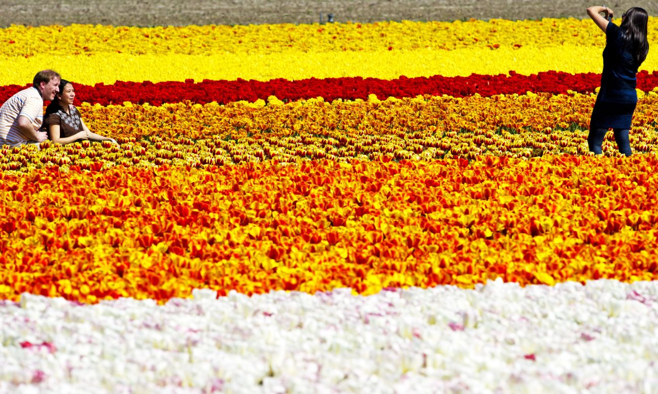 Visitors flock to the Netherlands each spring to wade in knee-deep fields of tulips. From mid-March to the end of May, saturated fields of flowers dot the landscape. Mid-April is considered the peak of the flowering season. 