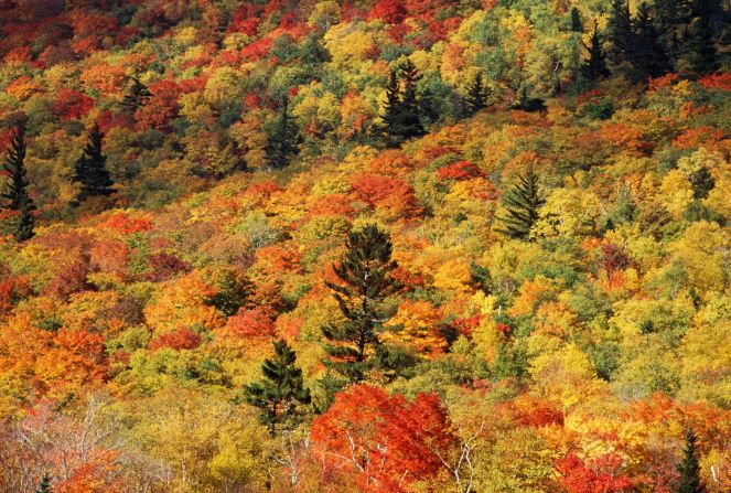 Deciduous trees in the Northeastern United States create a tapestry of rich colors in the fall. While familiar to U.S. travelers, the colorful leaves never fail to draw hordes of autumn "leaf peepers."