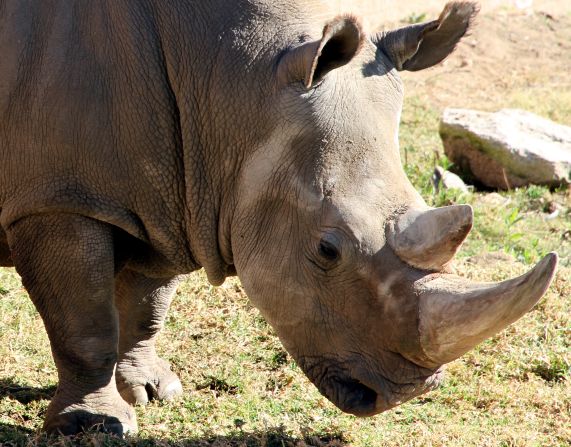 In addition to round-the-clock security, the conservancy has put radio transmitters on the animals and dispatches incognito rangers into neighboring communities to gather intelligence on poaching.