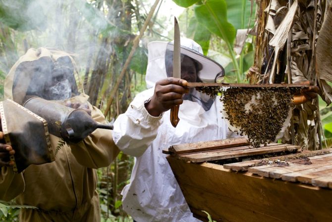 Fumsi founded the cooperative in 1997 but it wasn't until she met traveling beekeeping trainer Alan Morely from volunteer organization, <a target="_blank" target="_blank">Bees for Development</a>, that things really started to buzz. The international philanthropic group assists would-be beekeepers by training them in the art of apiculture and teaching them how to build and manage hives.