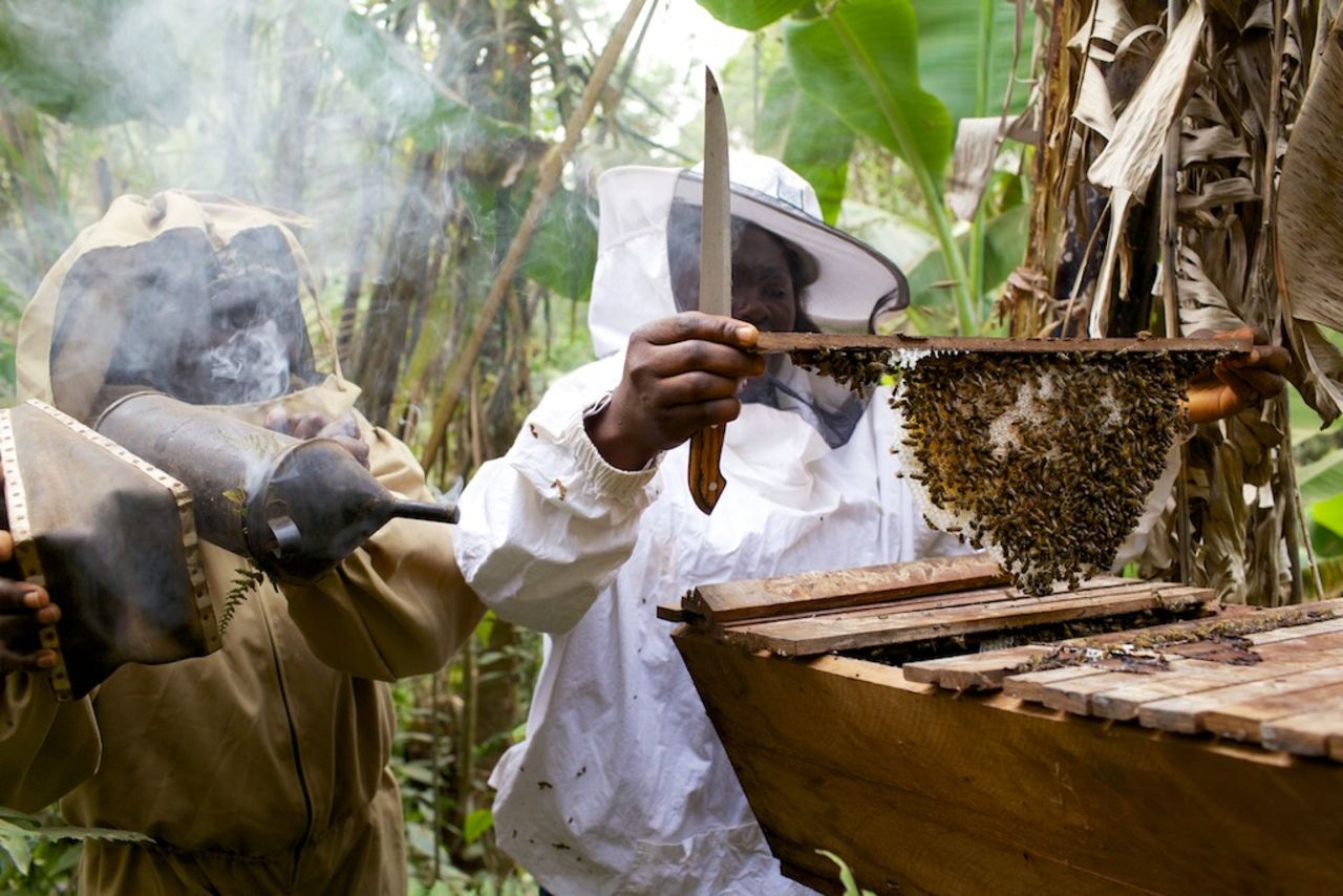 Fumsi founded the cooperative in 1997 but it wasn't until she met traveling beekeeping trainer Alan Morely from volunteer organization, <a href="http://www.beesfordevelopment.org/what-we-do" target="_blank" target="_blank">Bees for Development</a>, that things really started to buzz. The international philanthropic group assists would-be beekeepers by training them in the art of apiculture and teaching them how to build and manage hives. 