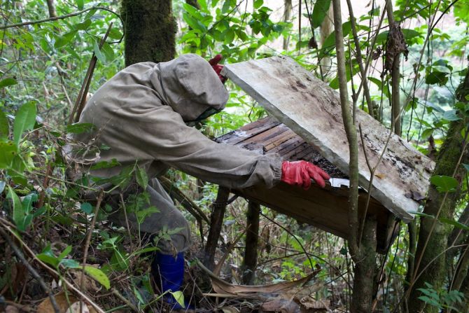 Griffiths' spent three weeks traveling around the north-west region visiting keepers who had set up their own hives. She explains that there is now a strong network of apiculturists high up in the mountain. <br /><br />"Once you know one beekeeper there, you go through a network who are all in touch with one another, learn from one another. Also things like sharing equipment. Beekeeping equipment is strangely quite expensive, even to have a suit. Beekeeping suits protect yourself from stings but are quite expensive, so its easier to get together and share these things."