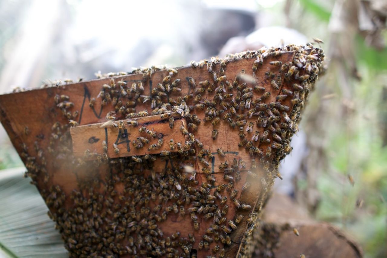While beekeeping was not uncommon in the region, it was mainly reserved for the men of the villages, explains Fumsi. "But I said, 'the women could still do something. They shouldn't just allow them because the man is already on the farm. The woman can have a little piece of it.'"