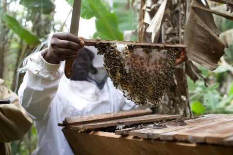 Fumsi explains: "I'd always had this idea of working with women because I came from a single home where my mother raised me all by herself. She was a widow and I was two. So this passion of working with women I developed from there." Here, local beefarmer Bridget Mbah extracts honey from a top bar bee hive. 