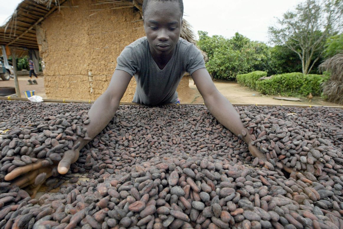 The cocoa beans are fermented for six days with three turnings before drying for another seven days in the sun.