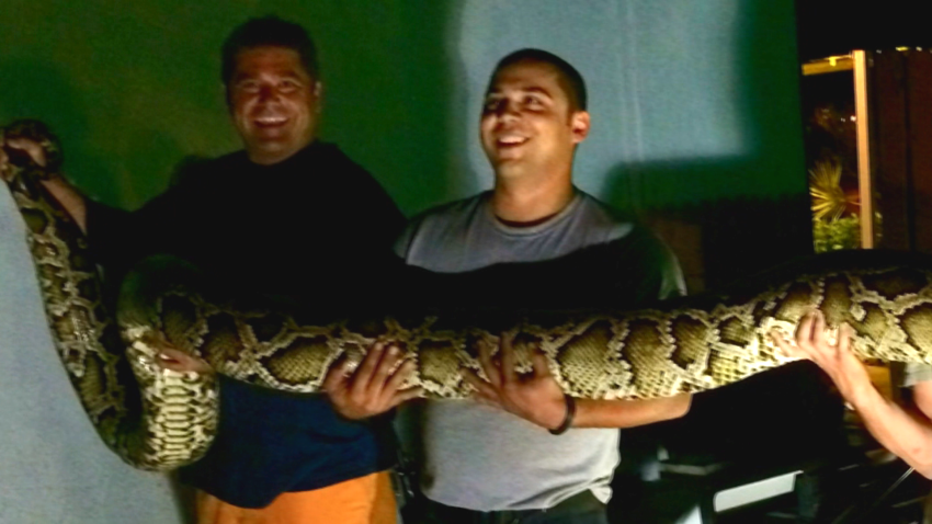 15-foot python found at restaurant