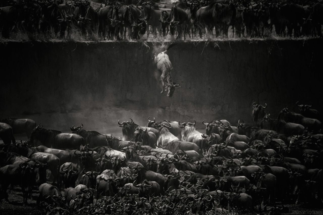 <strong>Nature Winner: "The Great Migration"</strong><br /><br />Location: North Serengeti, Tanzania<br /><br />Photo and caption by Nicole Cambré/National Geographic 2014 Photo Contest<br /><br />Nicole Cambré describes this image as the "jump of the wildebeest at the Mara River." 