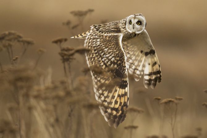 <strong>Honorable Mention Nature: "Shoulder Check"</strong><br /><br />Location: Boundary Bay, BC, Canada<br /><br />Photo and caption by Henrik Nilsson/National Geographic 2014 Photo Contest<br /><br />Henrik Nilsson says: "A wild short-eared owl completes a shoulder check in case something was missed. Northern harriers were also hunting in the field and these raptors will often steal a kill from the owls."