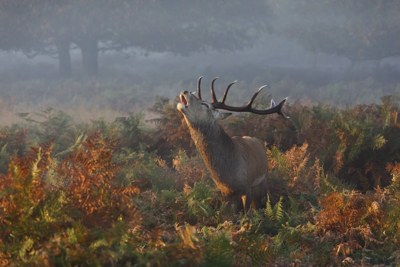 <strong>Honorable Mention Nature: "Stag Deer Bellowing"</strong><br /><br />Location: Richmond Park, London <br /><br />Photo and caption by <a href="http://photography.nationalgeographic.com/photography/photo-contest/2014/users/2447110/" target="_blank" target="_blank">Prashant Meswani</a>/National Geographic 2014 Photo Contest<br /><br />Prashant Meswani calls this image: "Stag Deer bellowing in Richmond Park." 
