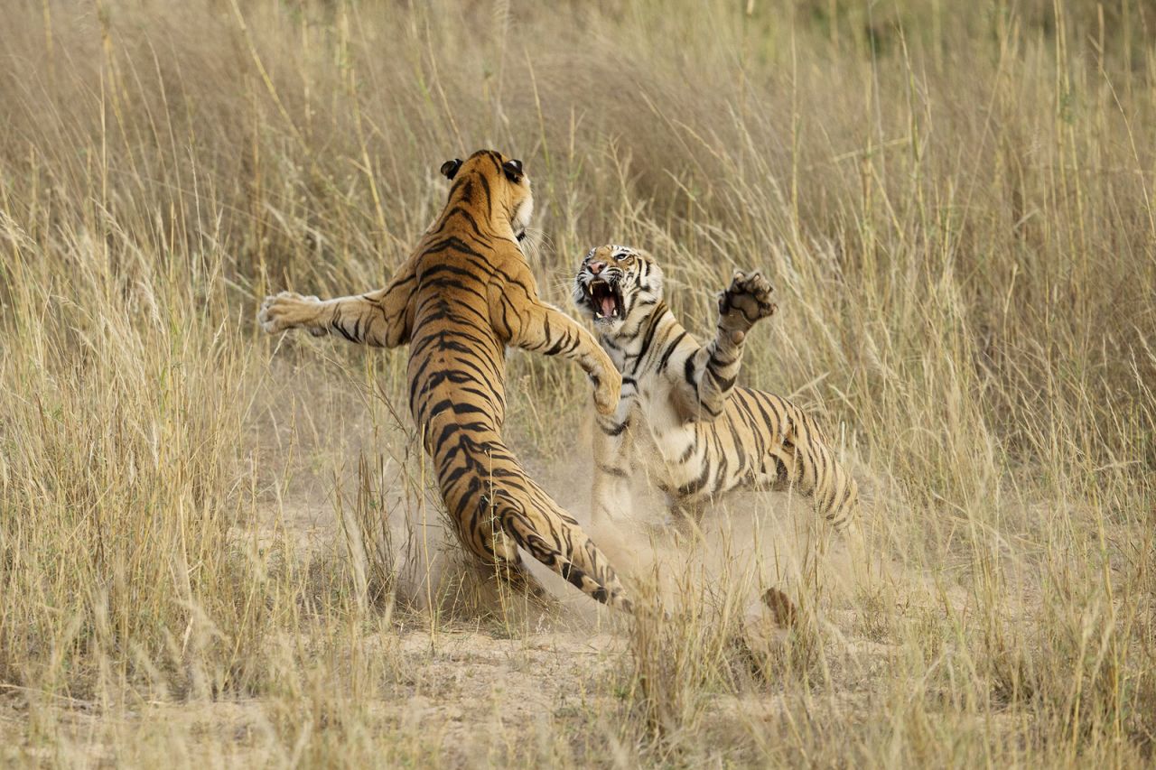 <strong>Honorable Mention Nature: "Muscle Power"</strong><br /><br />Location: Bandhavgarh National Park, Madhya Pradesh, India <br /><br />Photo and caption by Archna Singh/National Geographic 2014 Photo Contest<br /><br />Archna Singh says: "This playful fight amongst two young sub-adult tigers was indeed a brilliant lifetime opportunity that lasted exactly 4-5 seconds. The cubs were sitting in the grass as dusk approached when suddenly one of them sneaked up behind the other and what happened next is captured in this image." 