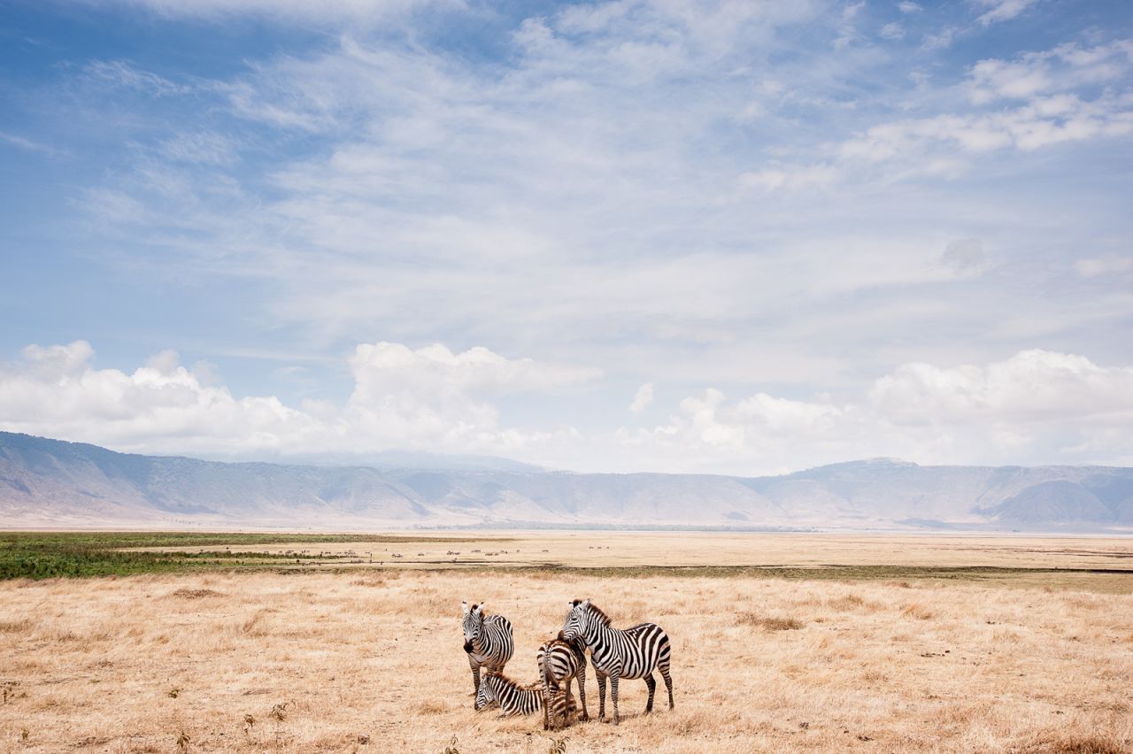 <strong>Honorable Mention Nature: "Zebras and the Rim of the Crater"</strong><br /><br />Location: Ngorongoro Conservation Area, Tanzania <br /><br />Photo and caption by <a href="http://photography.nationalgeographic.com/photography/photo-contest/2014/users/2442022/" target="_blank" target="_blank">Zik Teo</a>/National Geographic 2014 Photo Contest<br /><br />Zik Teo says: "Ngorongoro Crater, Tanzania, is the world's largest inactive volcanic caldera. It is a collapsed volcano that harbors a range of African wildlife that live in relatively close proximity and competition of each other. Zebras are amongst the most common animals in the crater along with wildebeest, gazelles, hyenas, and lions. On a clear day, a 360º view of the crater rim can be seen whilst being inside."