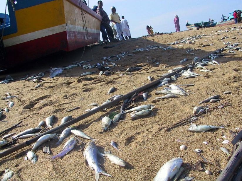 Dead fish are strewn across a beach in Penang, a day after an earthquake-triggered tidal waves that lashed the Malaysian coast. In a report published in January 2005, Malaysians were urged to ignore rumors that fish were tainted by feeding on corpses after the disaster.