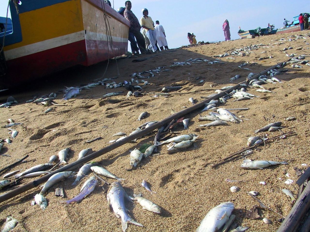 Dead fish are strewn across a beach in Penang, a day after an earthquake-triggered tidal waves that lashed the Malaysian coast. In a report published in January 2005, Malaysians were urged to ignore rumors that fish were tainted by feeding on corpses after the disaster.