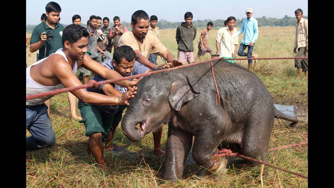 Villagers rescue a wild elephant calf Monday, December 15, at a rice paddy field in India's northeastern Assam state. The elephant had been separated from its herd.