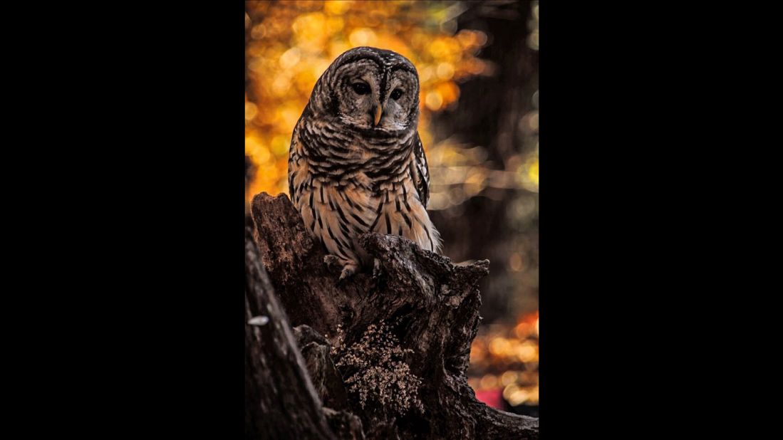 Carol Bock got within 10 to 15 feet of a <a href="http://ireport.cnn.com/docs/DOC-1065878">barred owl</a> to snap its portrait at the World Bird Sanctuary in Valley Park, Missouri. 