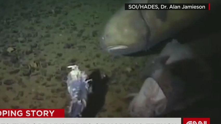 new species fish discovered mariana trench_00002512.jpg