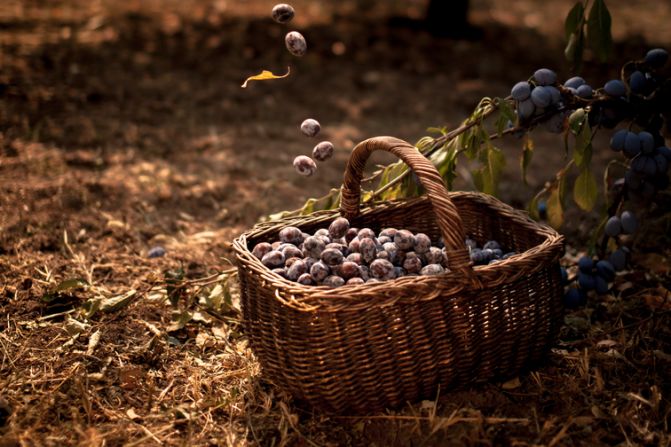 <strong>Plums:</strong> Serbia is one of the leading plum growers in the  world. Called <a href="index.php?page=&url=http%3A%2F%2Fireport.cnn.com%2Fdocs%2FDOC-1191623">"blue gold,"</a> they are often used to make sljivovica, Serbia's national drink. Sanja Petrovic took this photo of a basket of ripe plums in her godfather's orchard. 