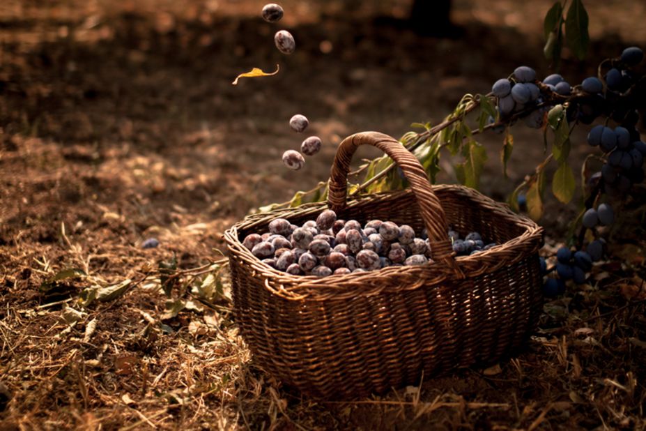 <strong>Plums:</strong> Serbia is one of the leading plum growers in the  world. Called <a href="http://ireport.cnn.com/docs/DOC-1191623">"blue gold,"</a> they are often used to make sljivovica, Serbia's national drink. Sanja Petrovic took this photo of a basket of ripe plums in her godfather's orchard. 