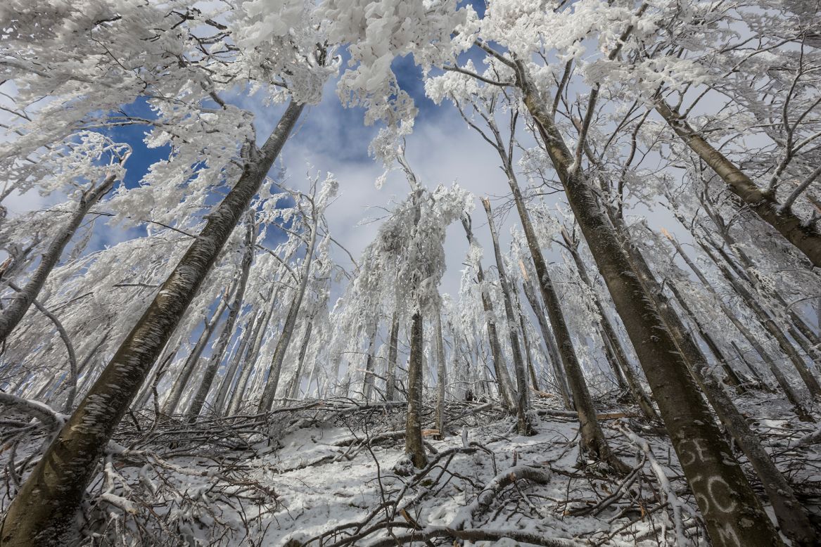 A forest of frozen trees.  